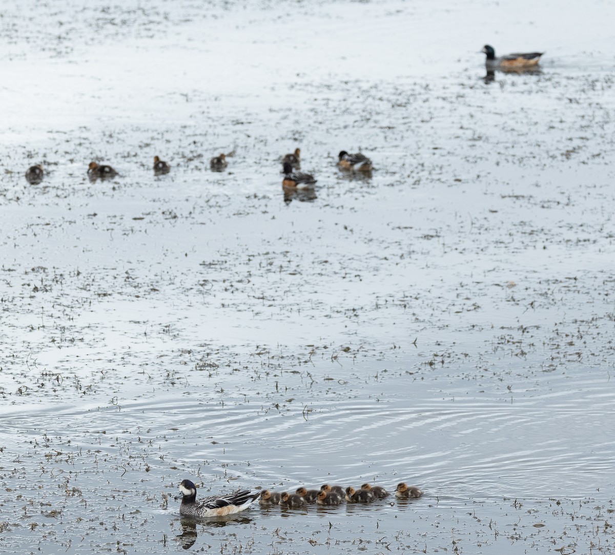 Chiloe Wigeon - ML612801309