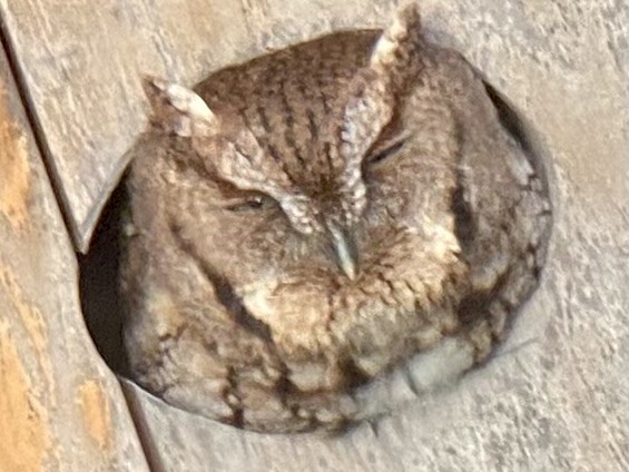 Eastern Screech-Owl - Roger Kinnison