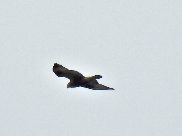 Rough-legged Hawk - Jeff Goff