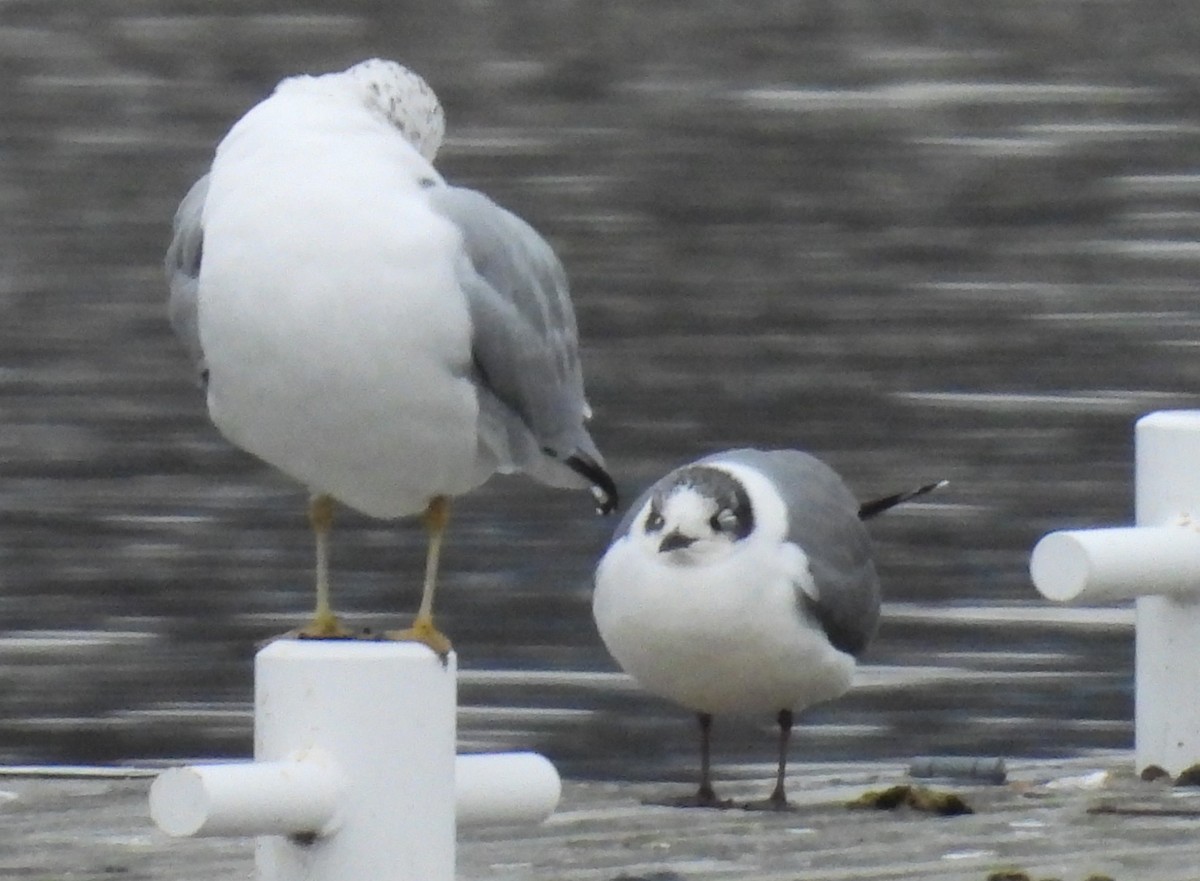 Franklin's Gull - ML612801487