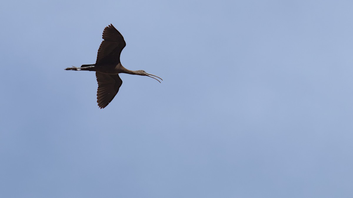 ibis hnědý - ML612801496