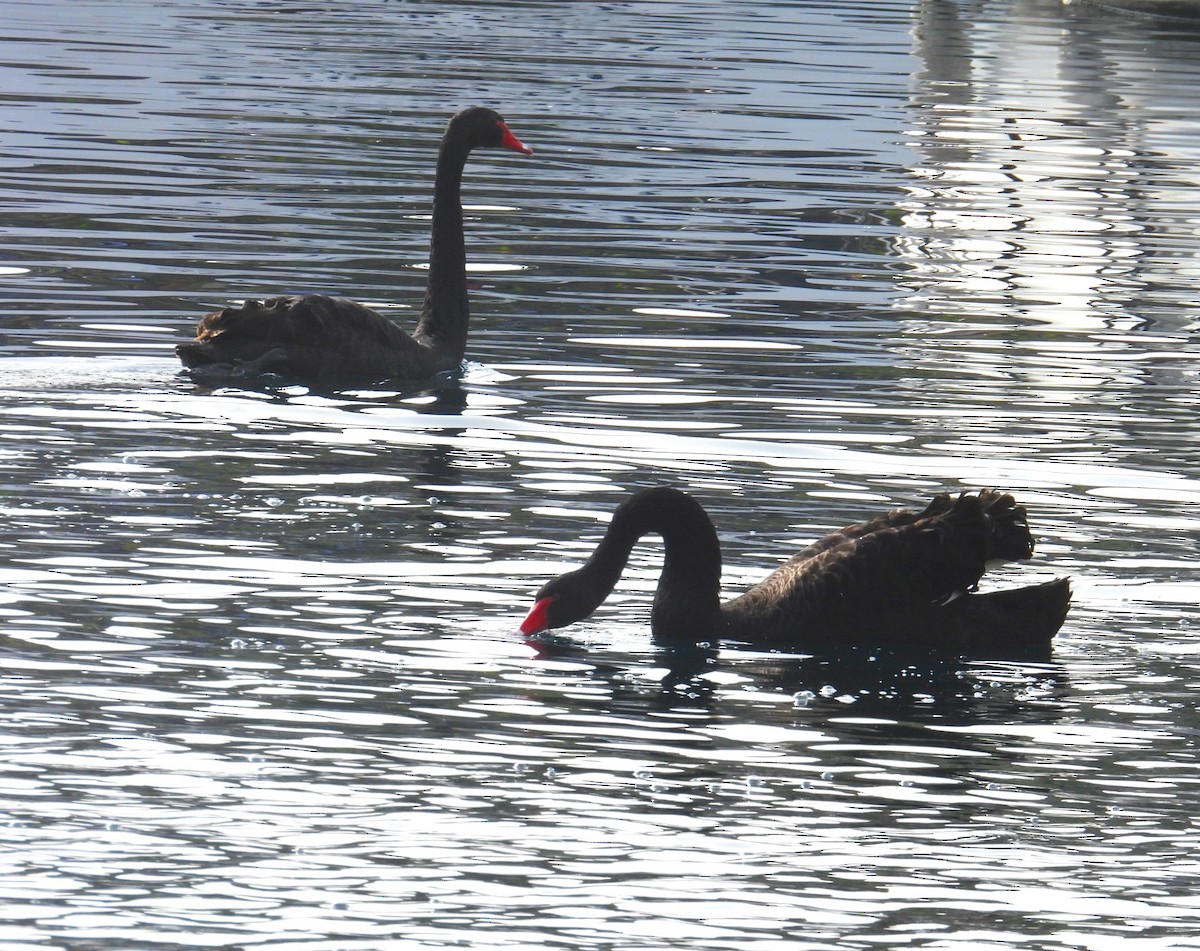 Black Swan - ML612801532