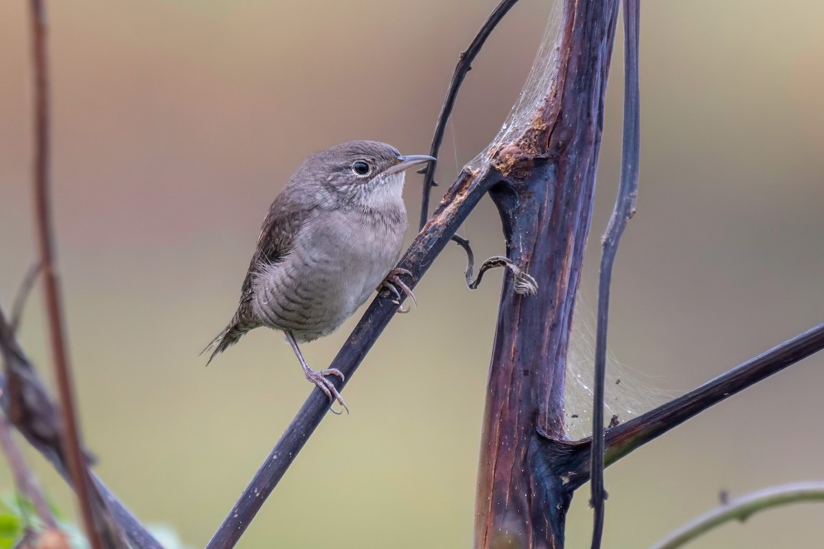 House Wren - LAURA FRAZIER