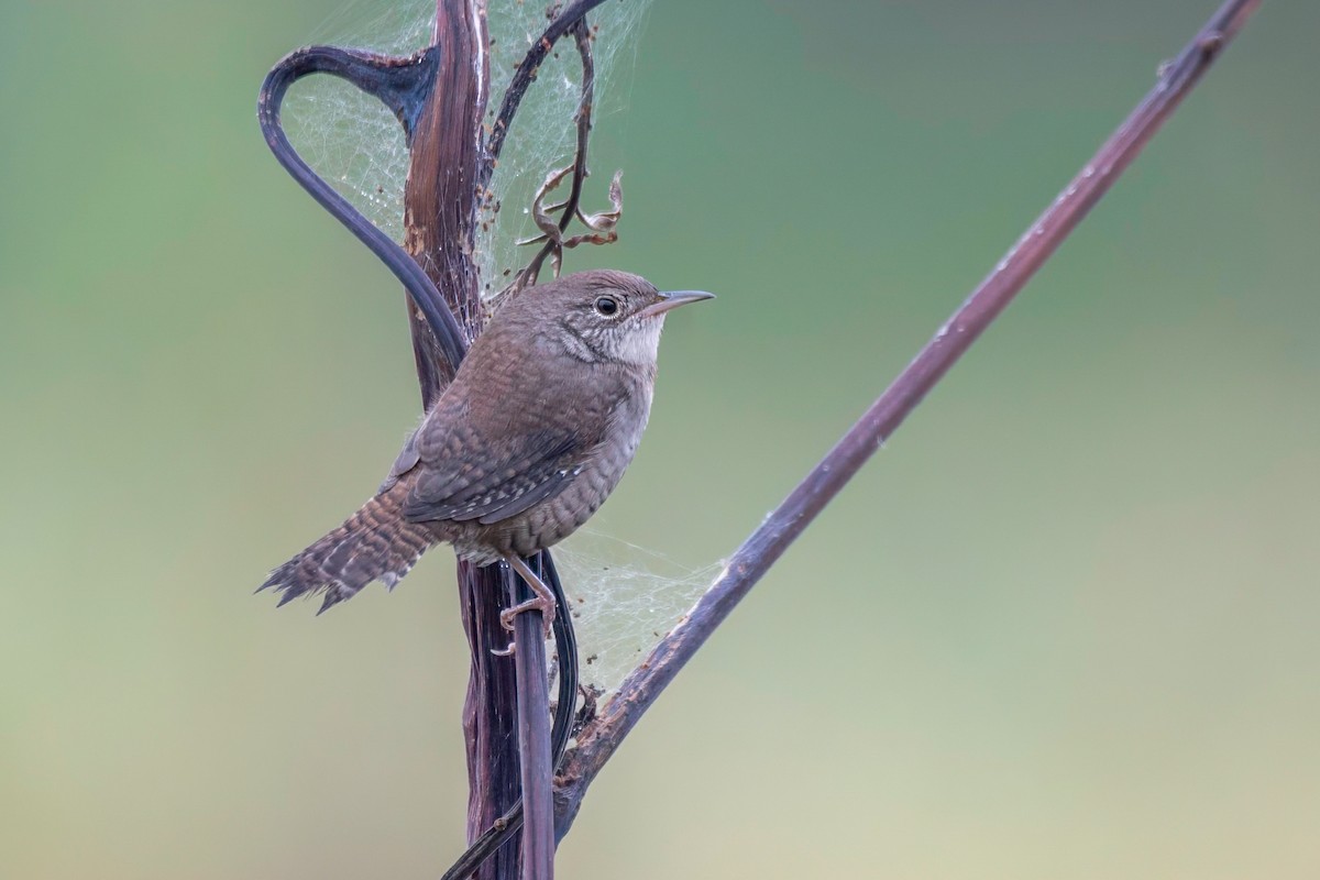 House Wren - LAURA FRAZIER