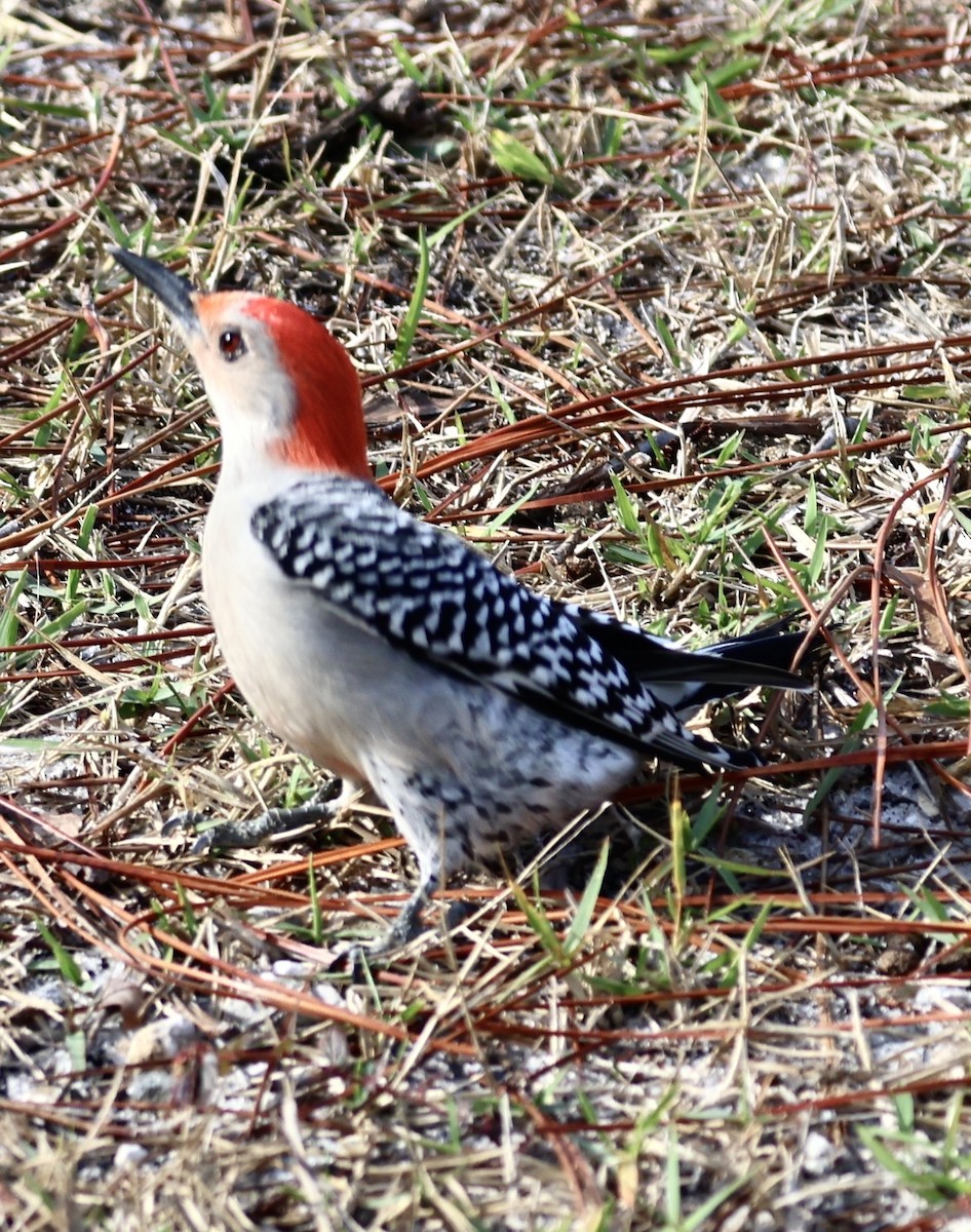 Red-bellied Woodpecker - ML612801559