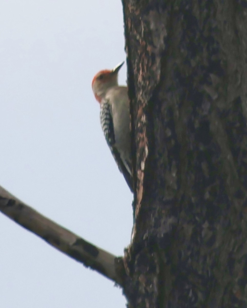 Red-bellied Woodpecker - ML612801560