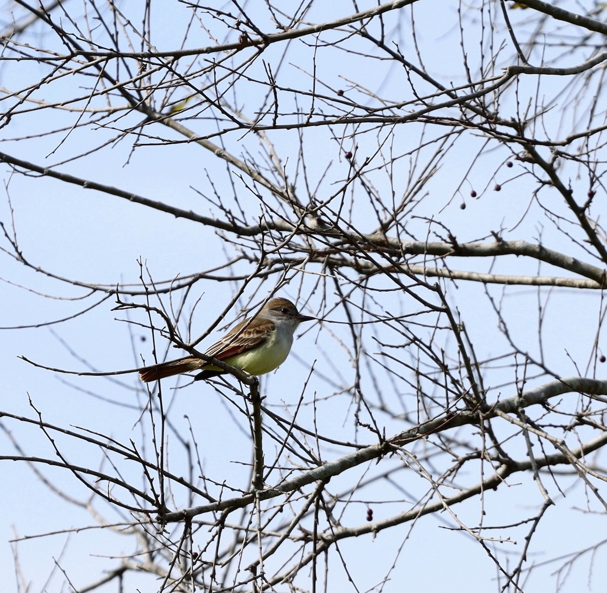 Ash-throated Flycatcher - John & Ivy  Gibbons