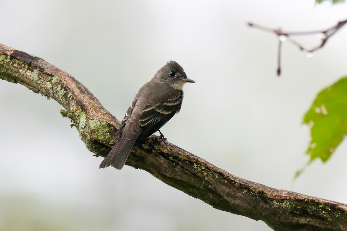 Eastern Wood-Pewee - LAURA FRAZIER