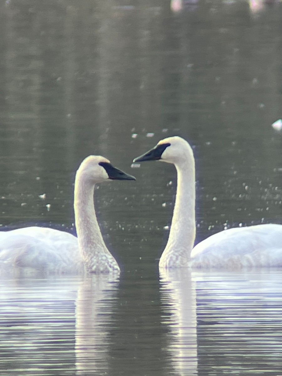 Trumpeter Swan - Brendan B