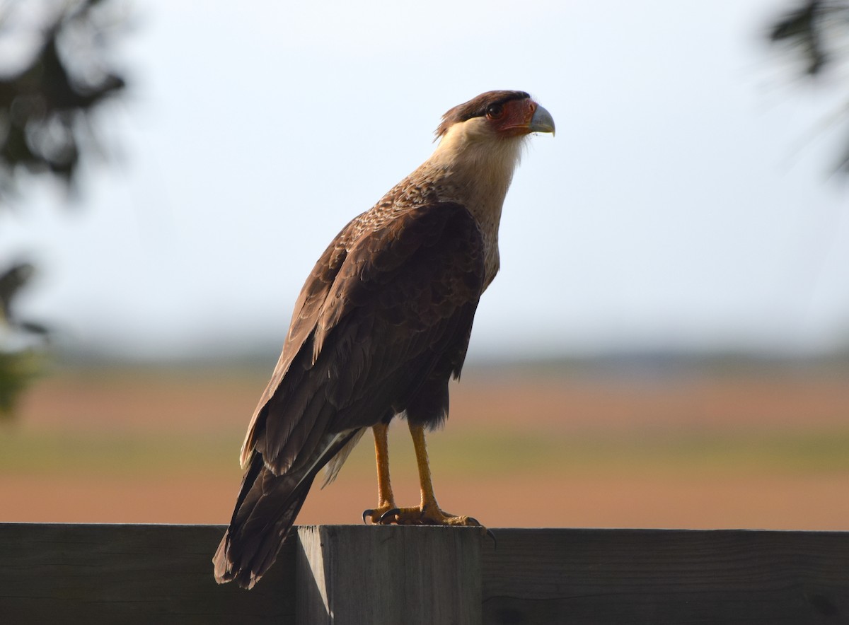 Caracara huppé - ML612801720