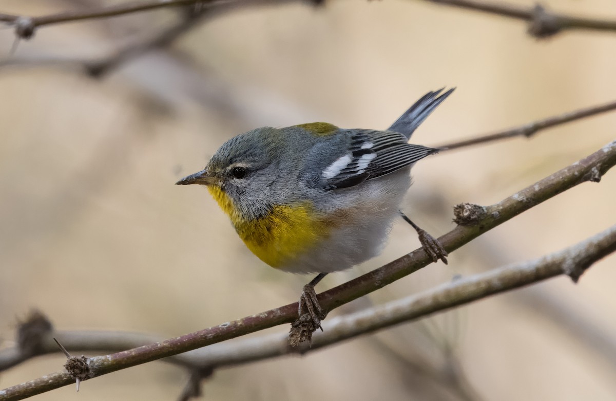 Northern Parula - ML612801741