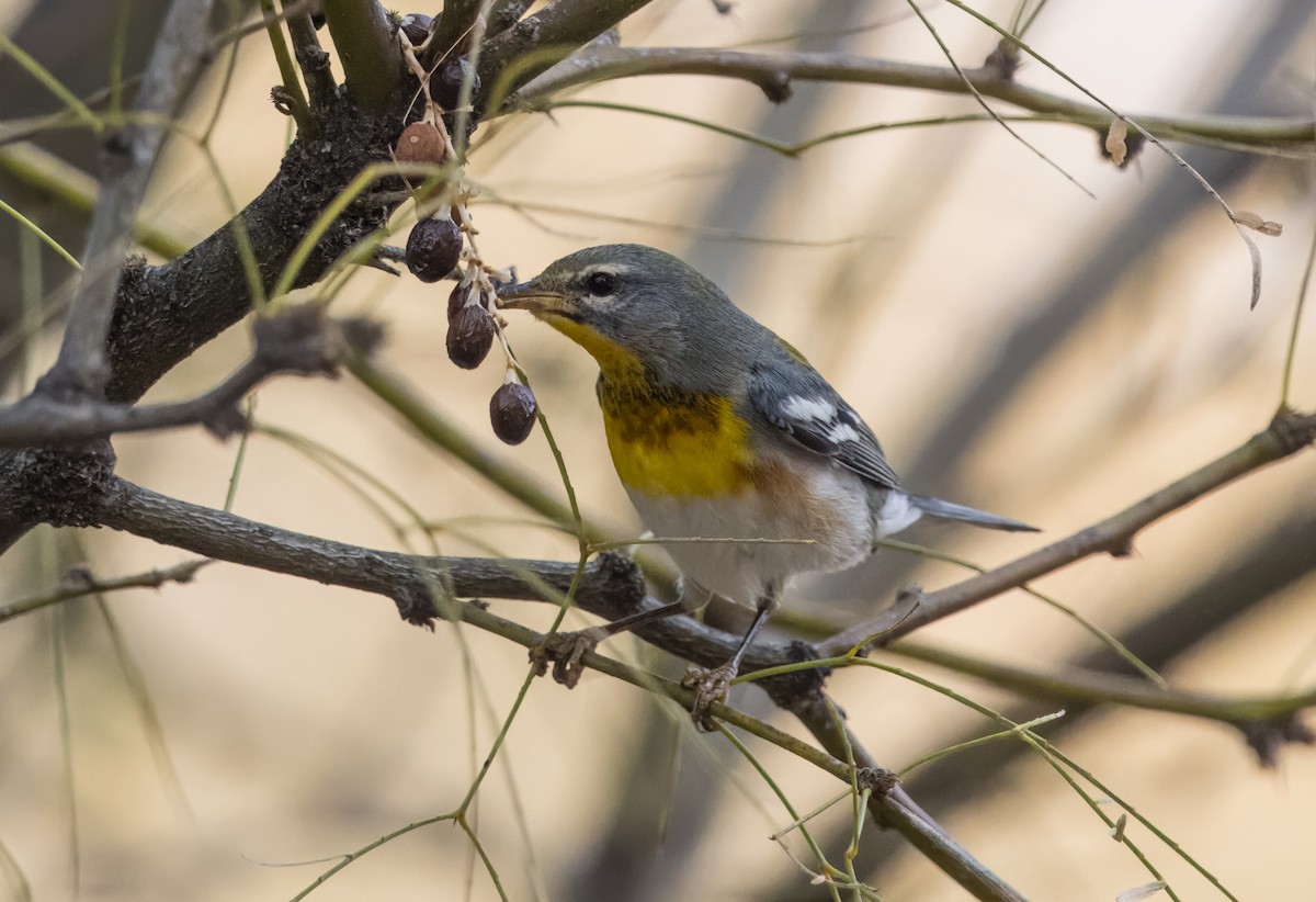 Northern Parula - ML612801744