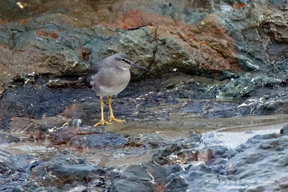 Wandering Tattler - ML612801771