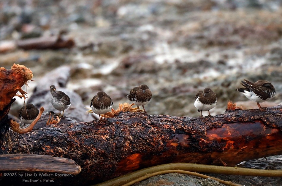 Black Turnstone - ML612801794