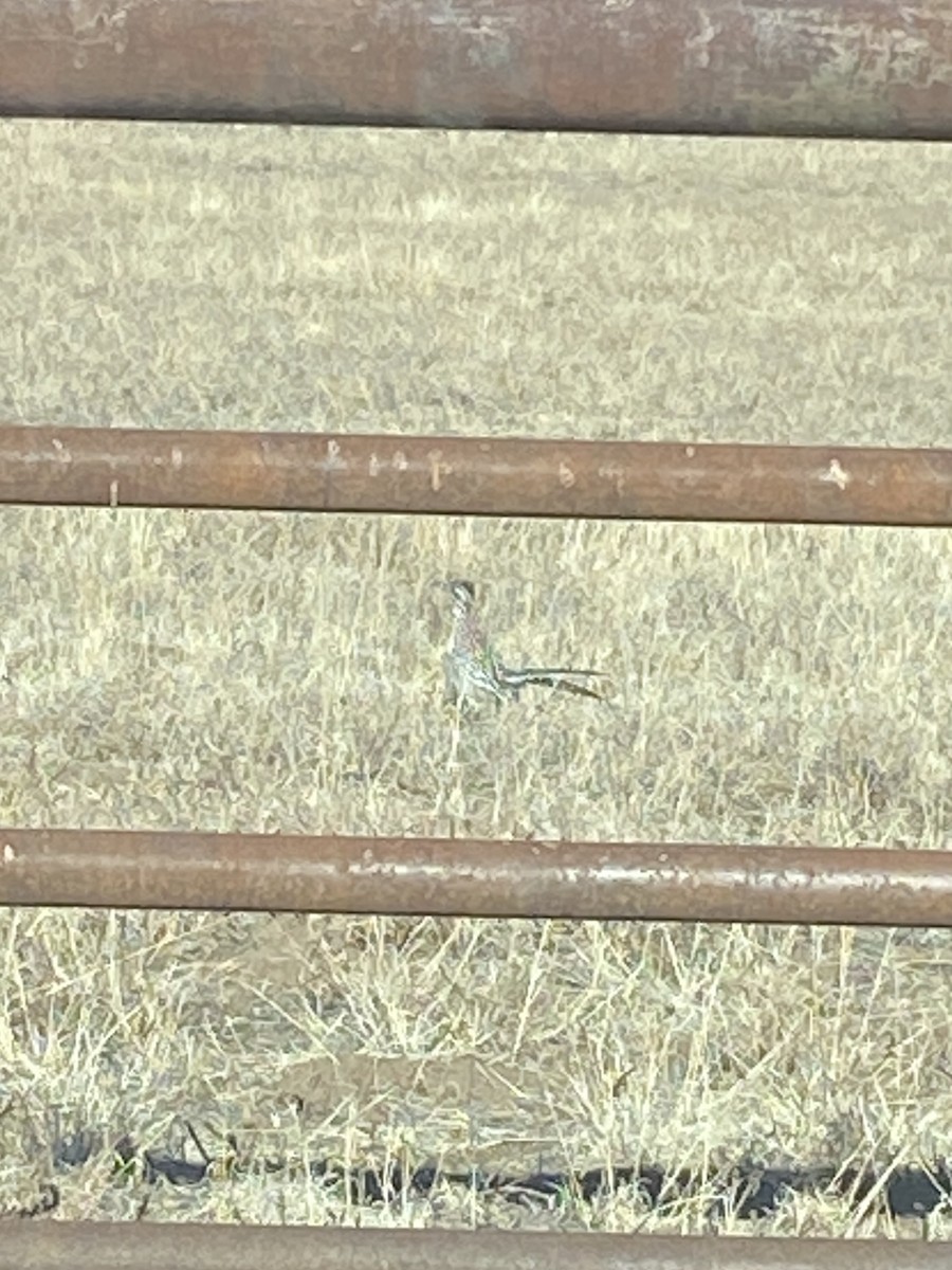 Greater Roadrunner - ML612801834