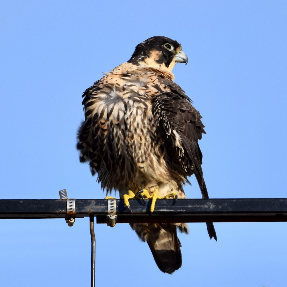 Peregrine Falcon - J P