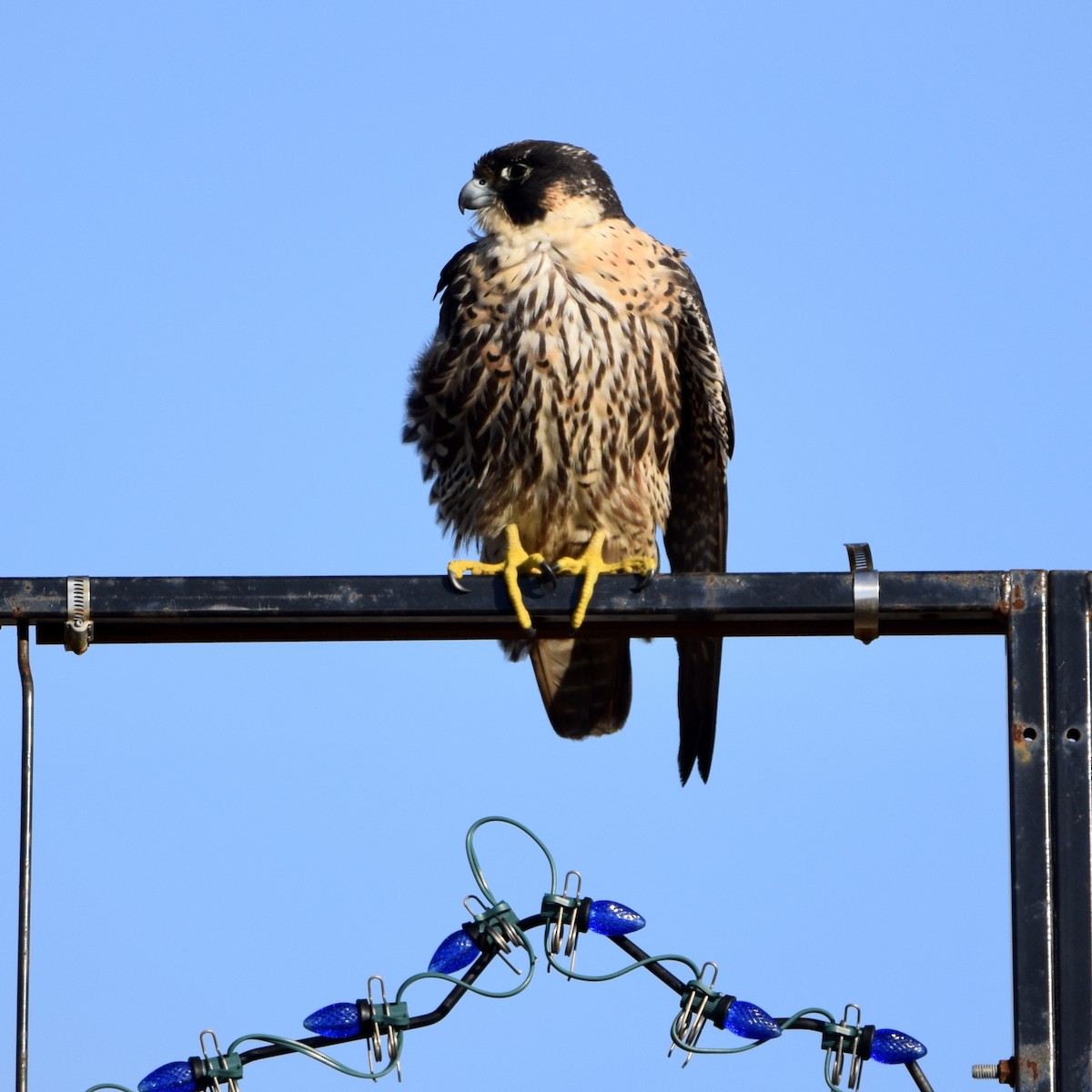 Peregrine Falcon - J P