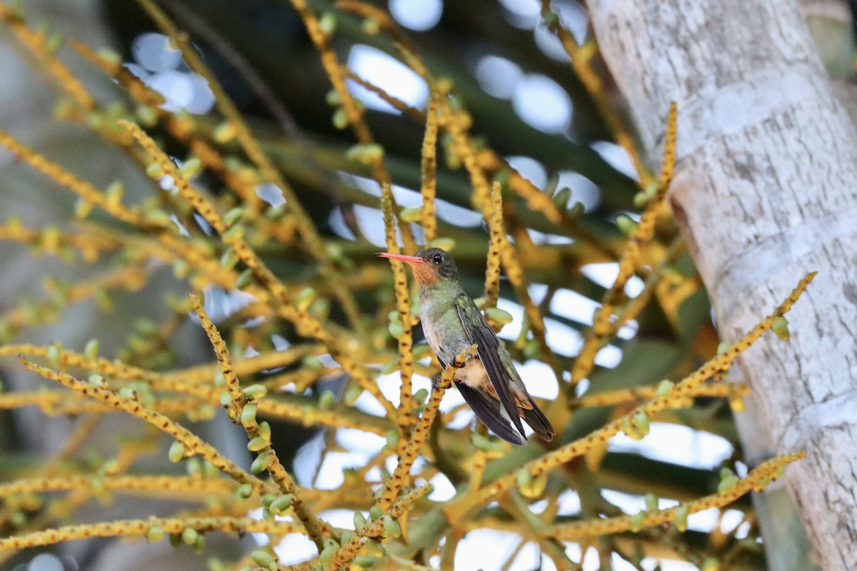 Gilded Hummingbird - ML612801890