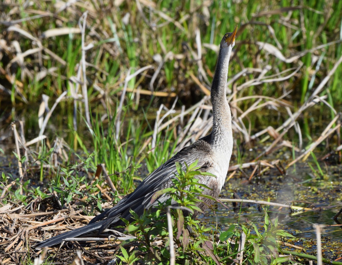 Anhinga d'Amérique - ML612801972