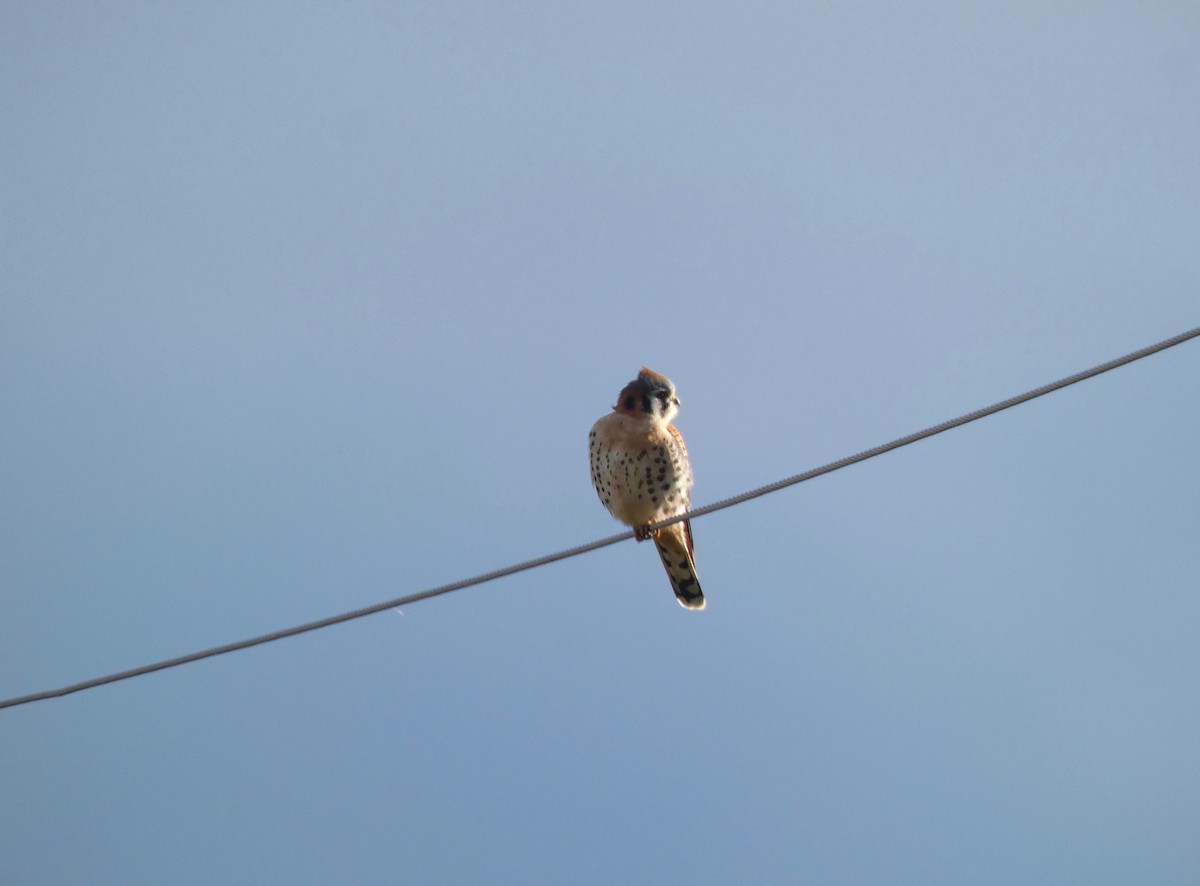 American Kestrel - ML612802113