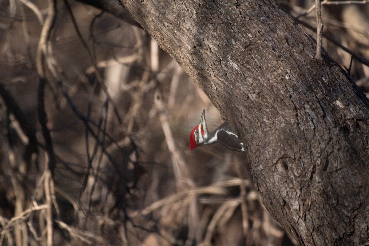Pileated Woodpecker - Chad Remley