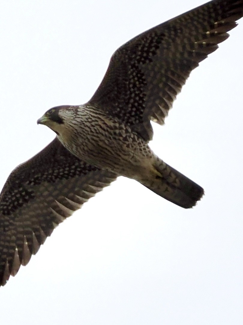 Peregrine Falcon - Jeff Lamson