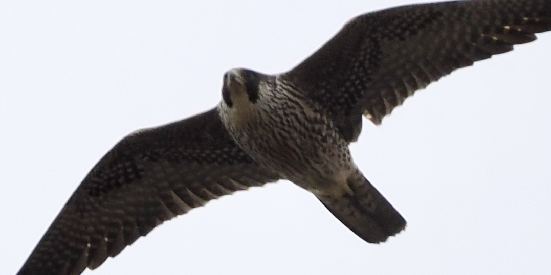 Peregrine Falcon - Jeff Lamson