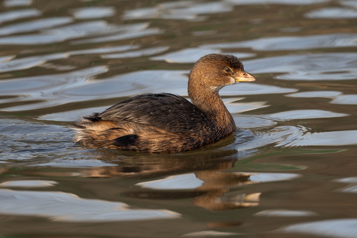 Pied-billed Grebe - ML612802165