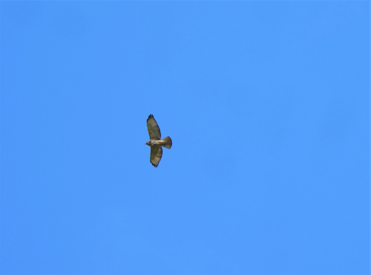 Short-tailed Hawk - ML612802175