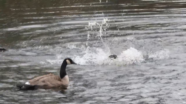 Canada Goose - ML612802178