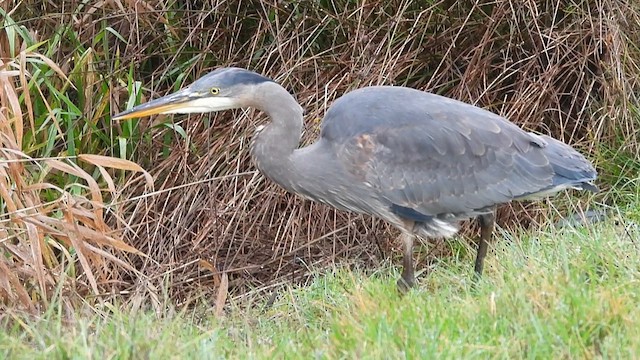 Great Blue Heron (Great Blue) - ML612802185