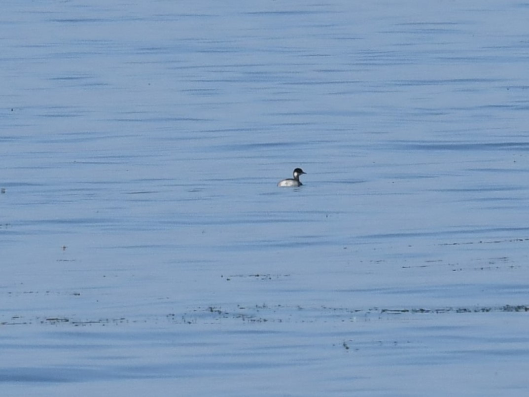 Eared Grebe - ML612802195