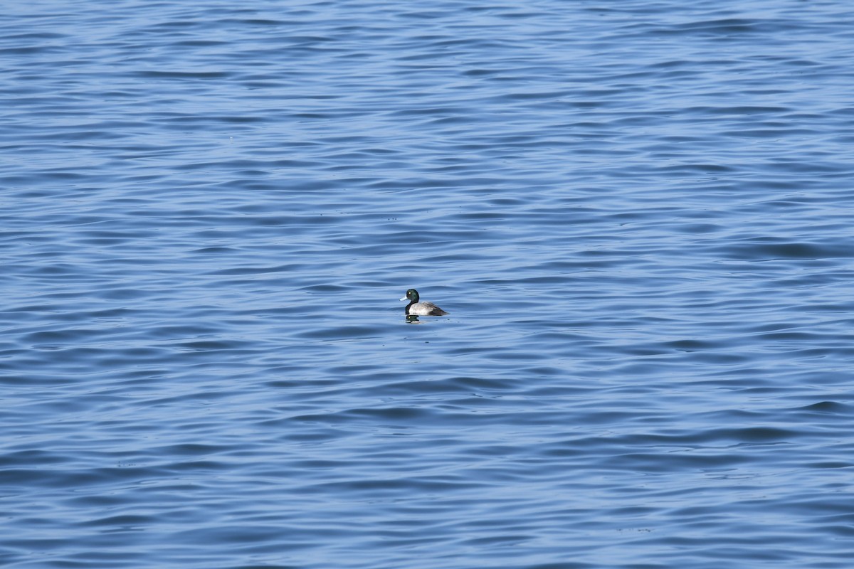 Greater Scaup - ML612802216