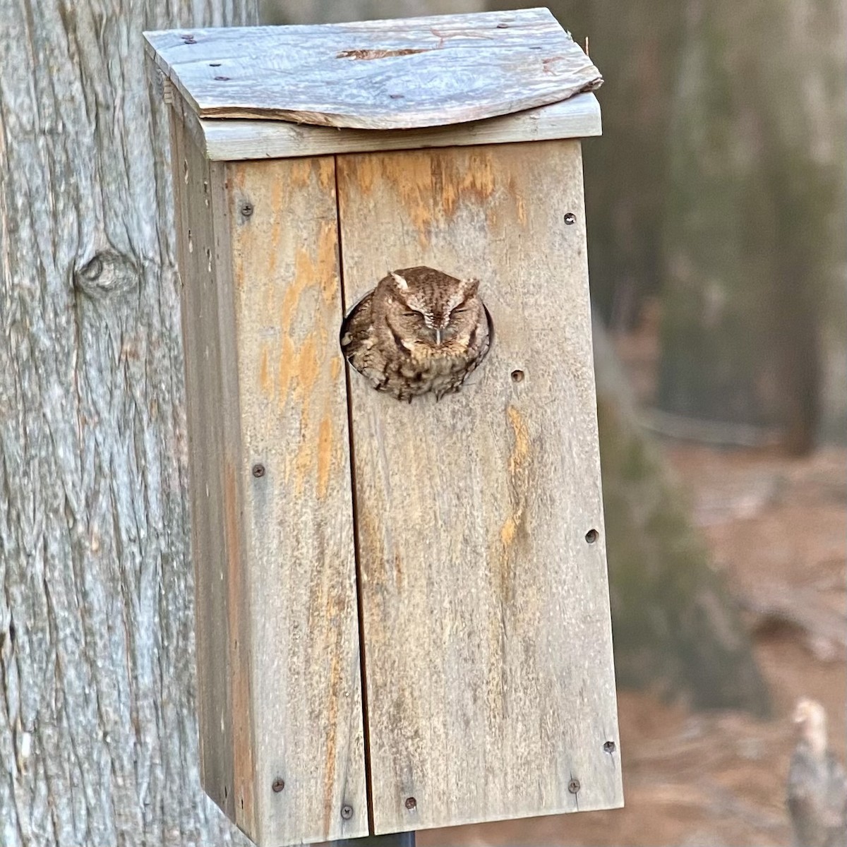 Eastern Screech-Owl - Roger Kinnison