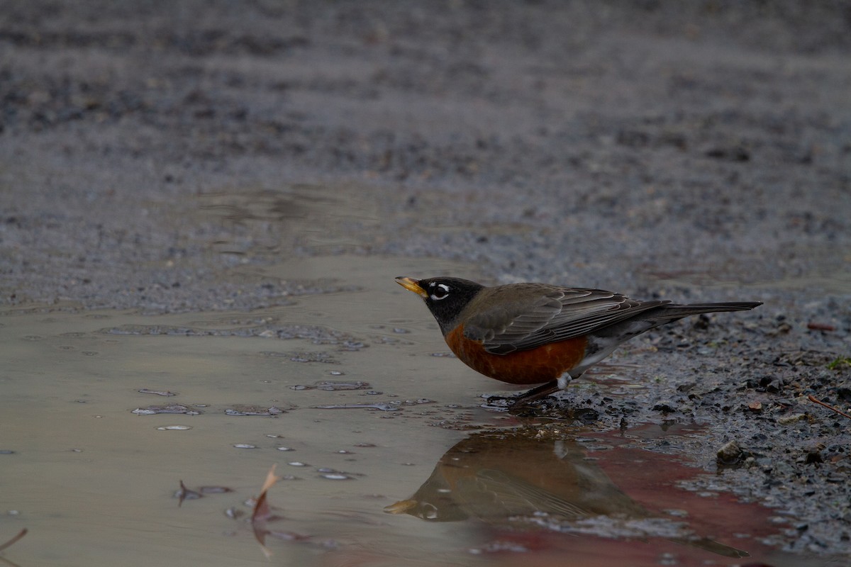 American Robin - ML612802258