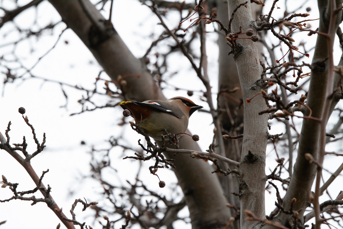 Bohemian Waxwing - ML612802264