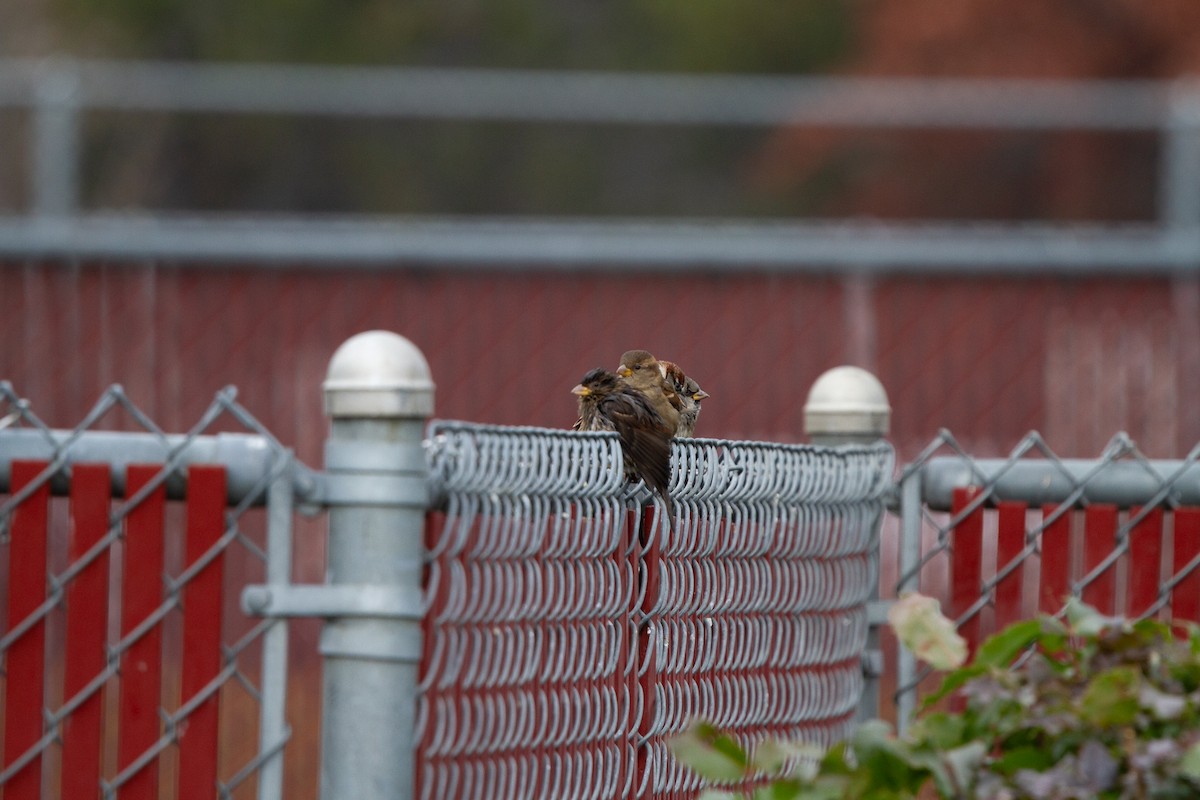 House Sparrow - ML612802269