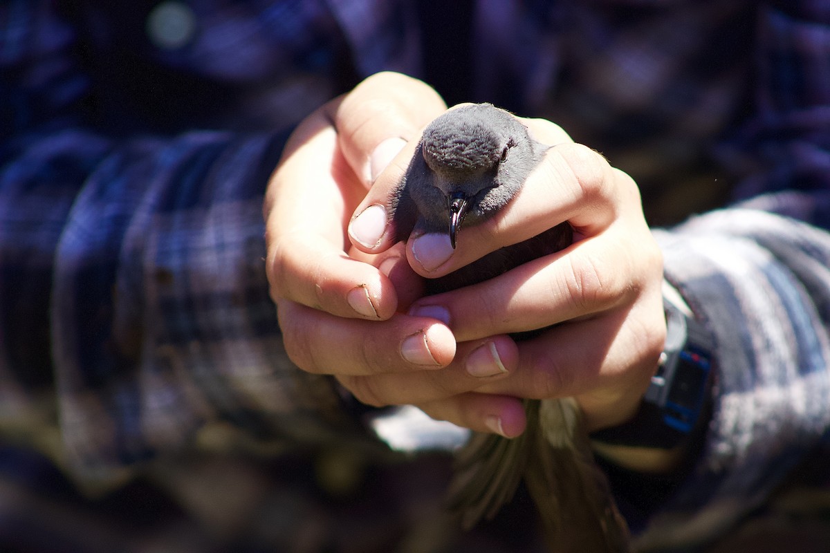 Leach's Storm-Petrel - Patrick Colbert Muetterties