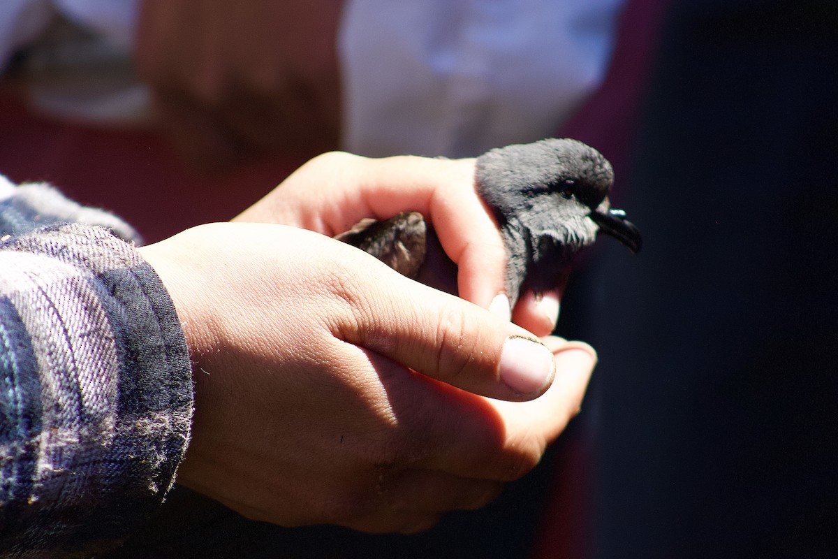 Leach's Storm-Petrel - Patrick Colbert Muetterties