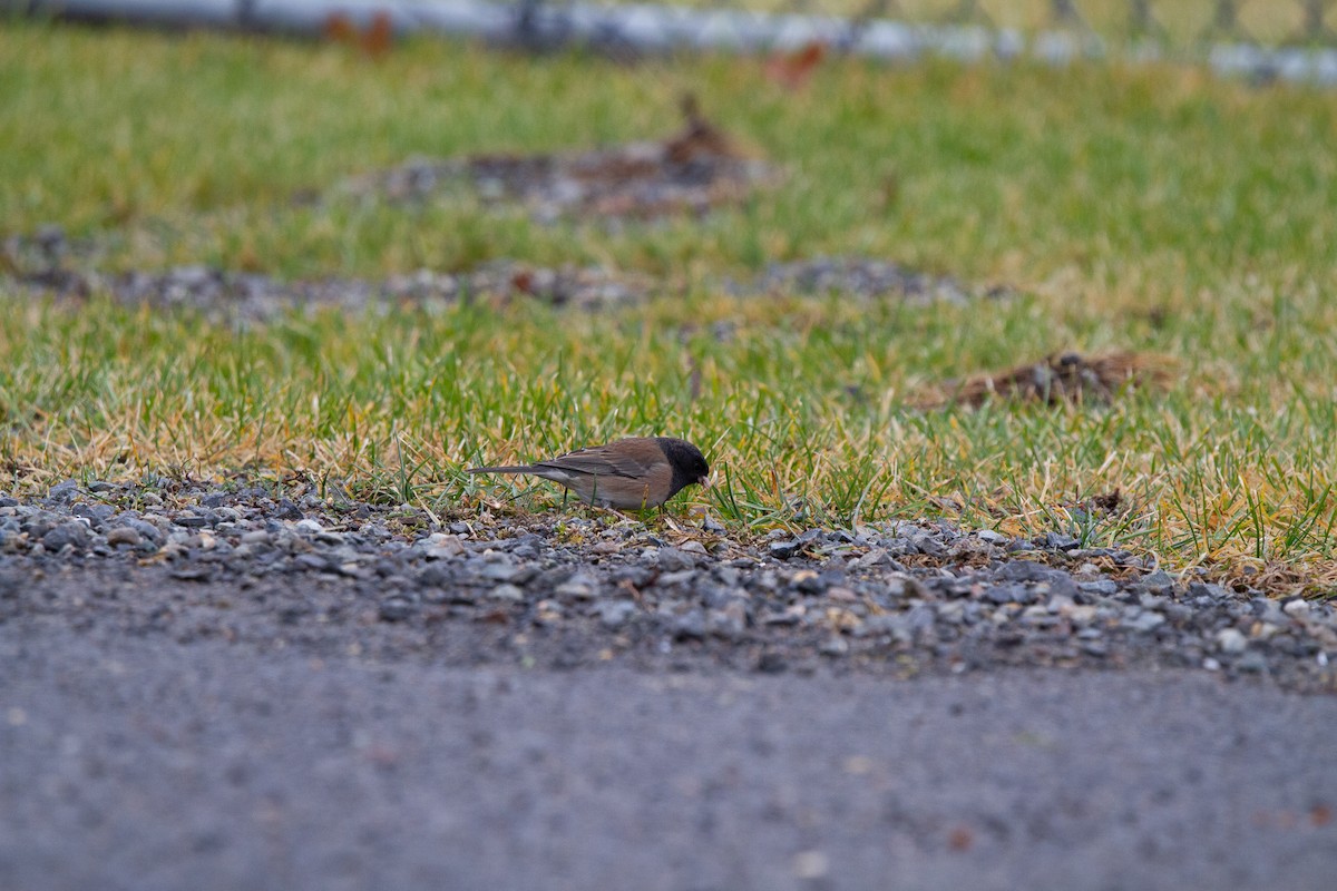 Junco ardoisé - ML612802300