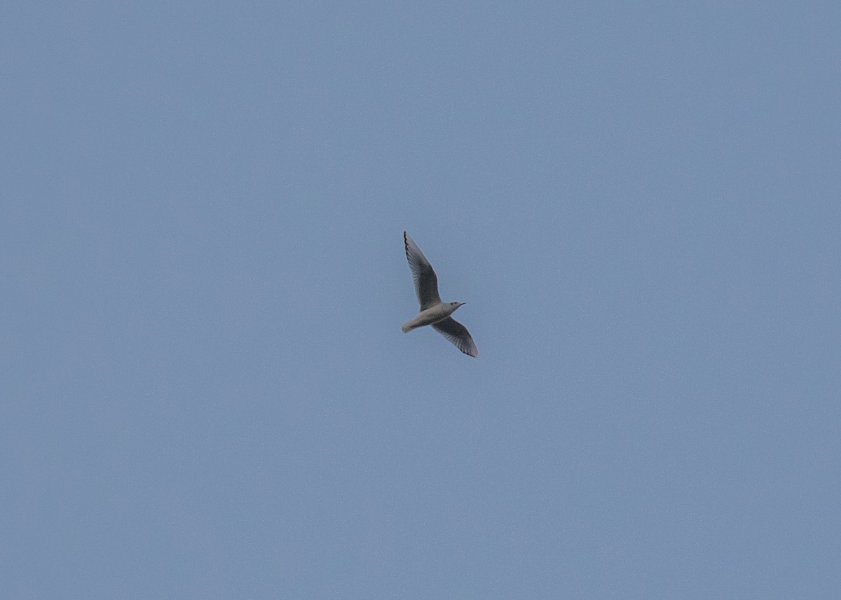 Bonaparte's Gull - ML612802338