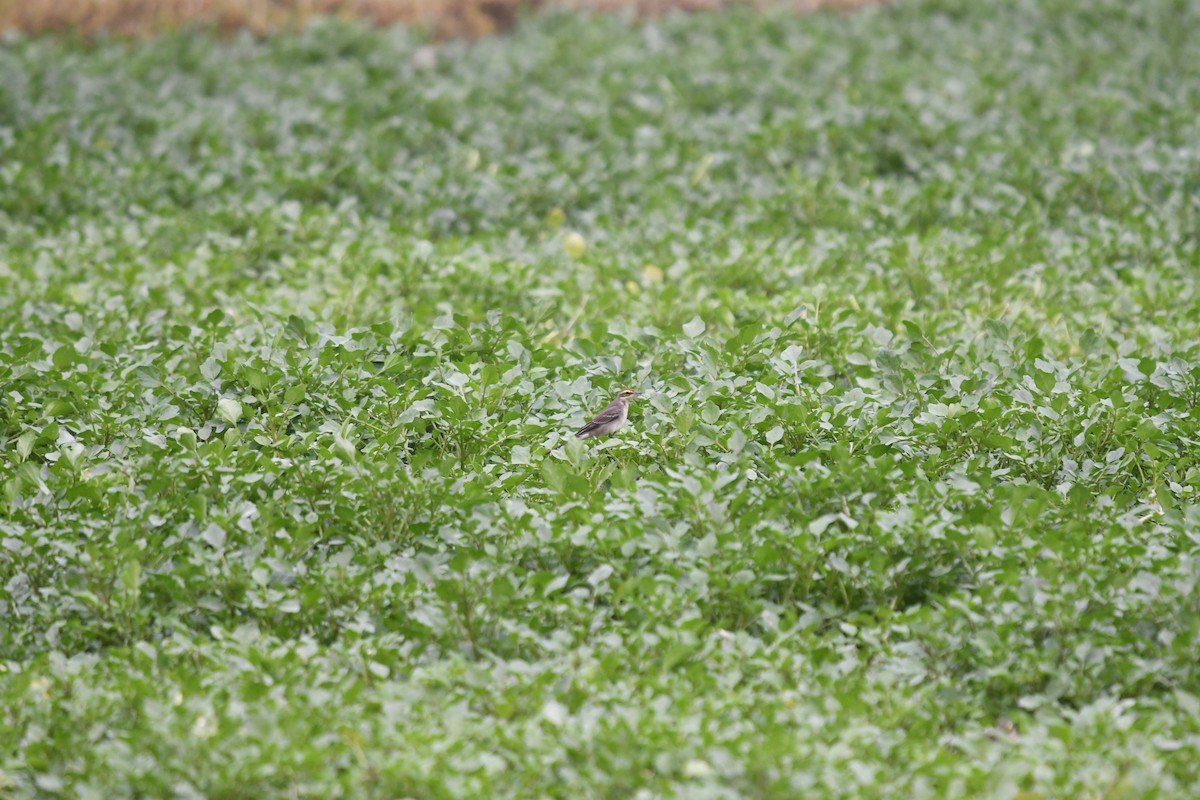 Eastern Yellow Wagtail - ML612802353