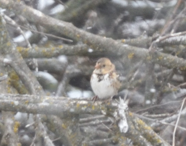 Harris's Sparrow - ML612802448