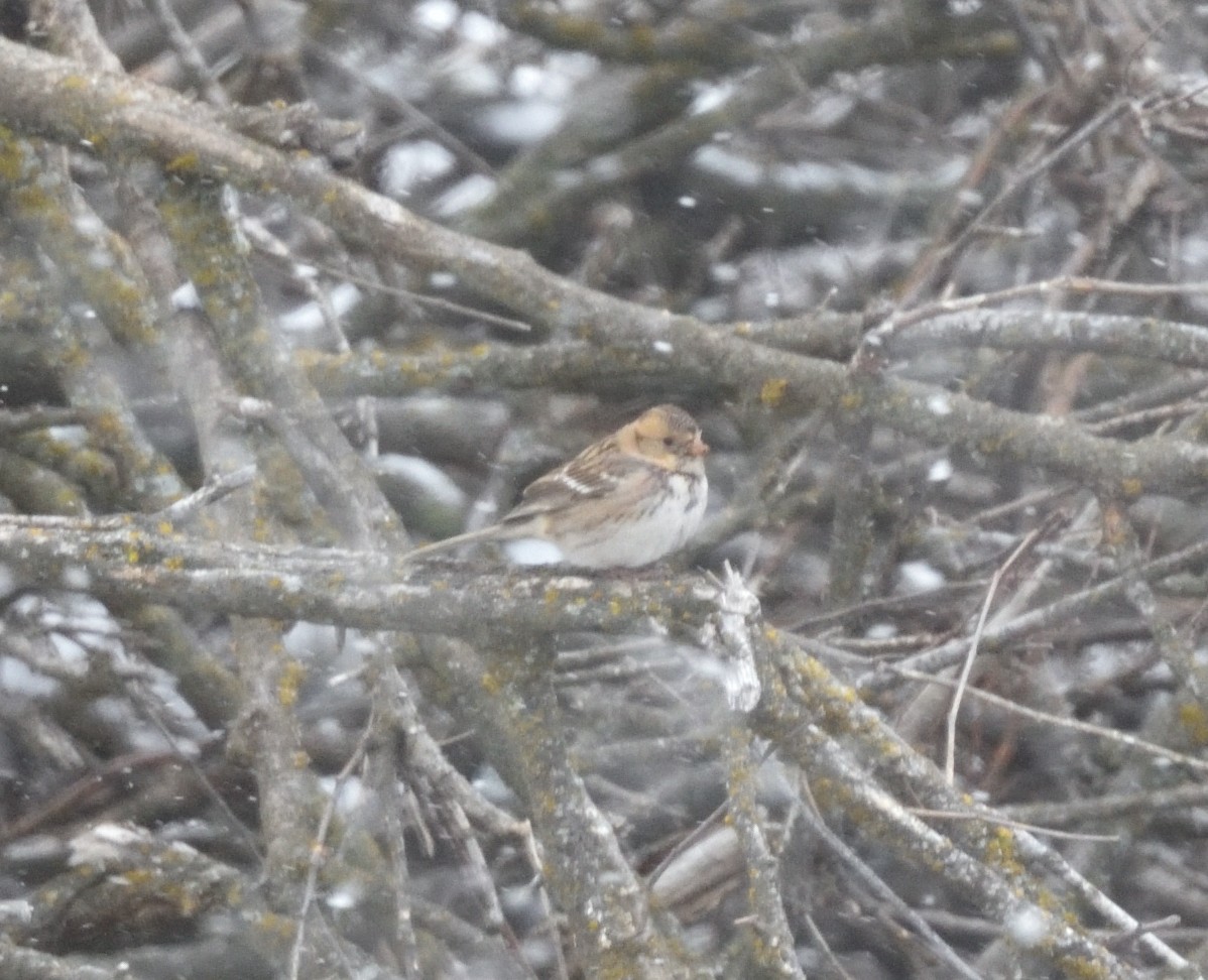 Harris's Sparrow - ML612802449