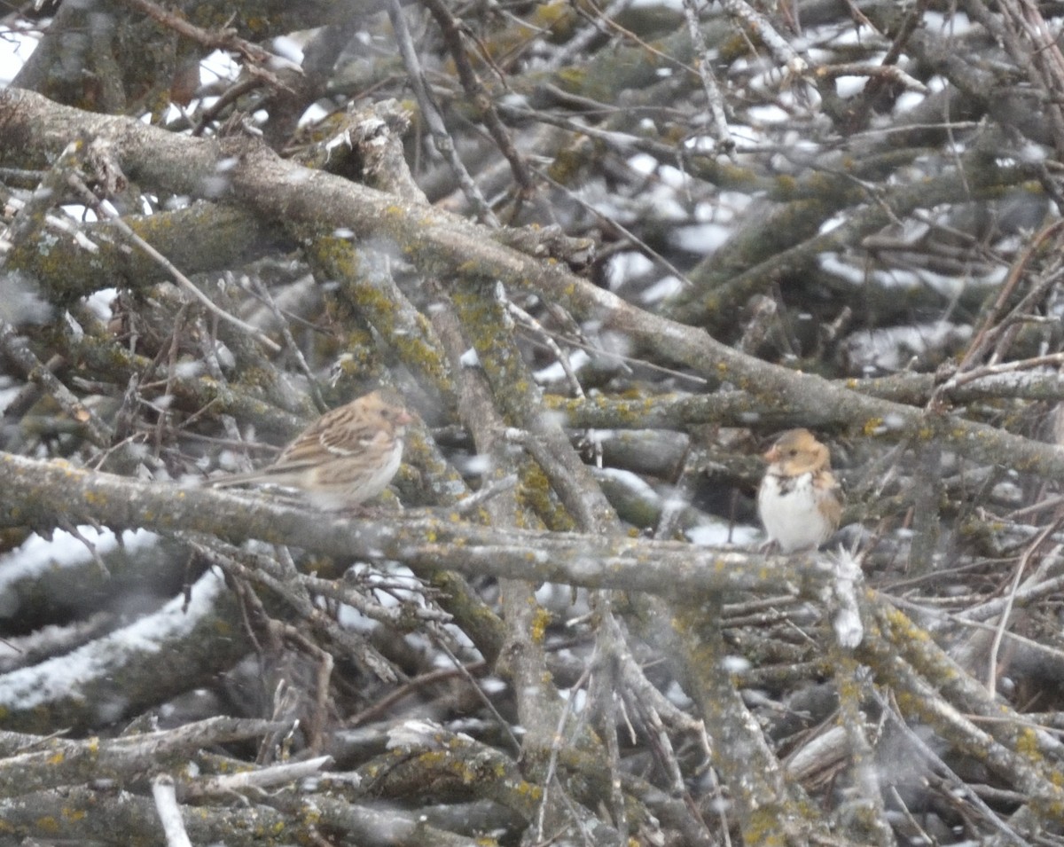 Harris's Sparrow - ML612802450