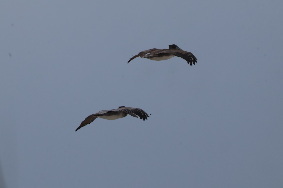 Brown Pelican - ML612802455