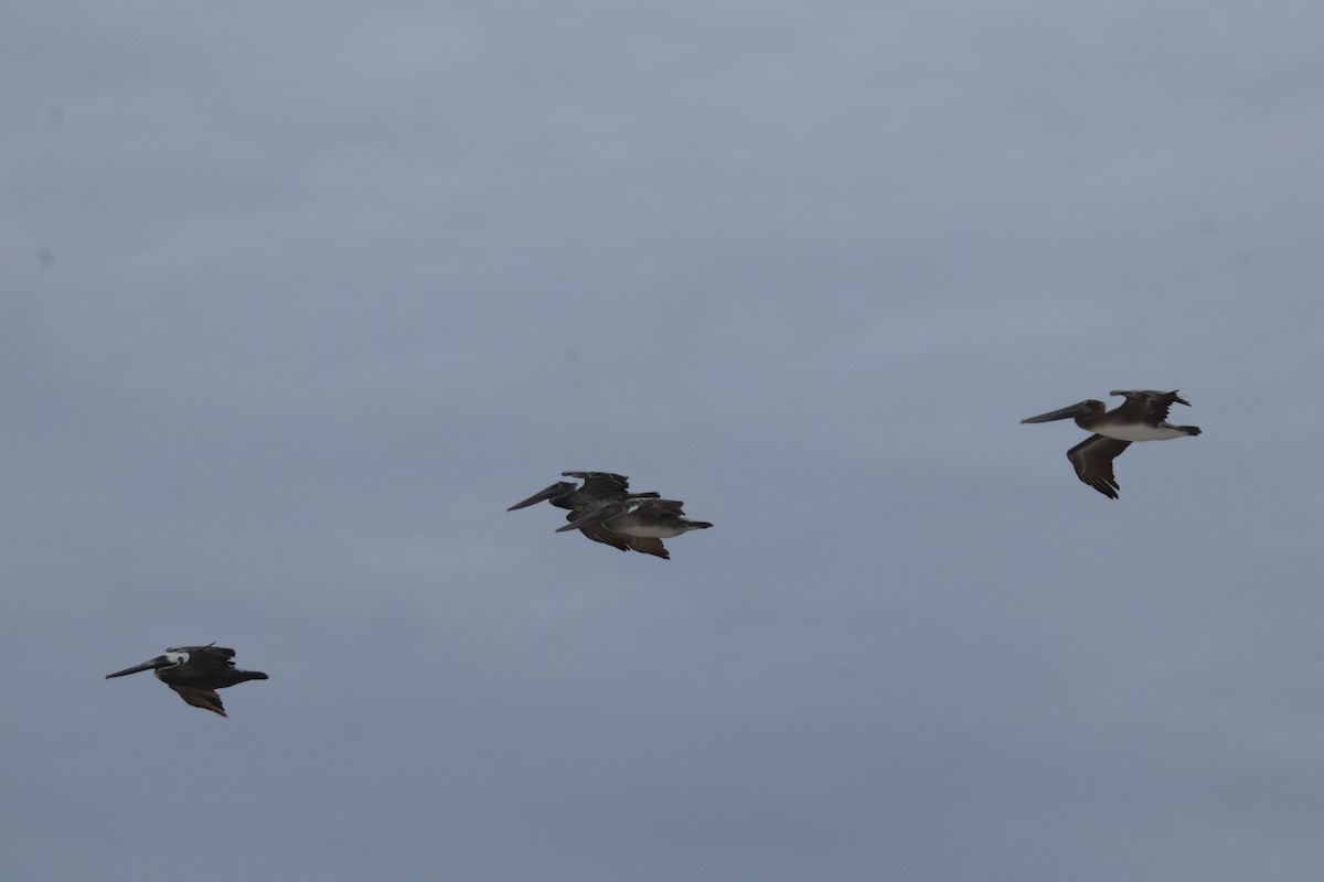 Brown Pelican - ML612802472