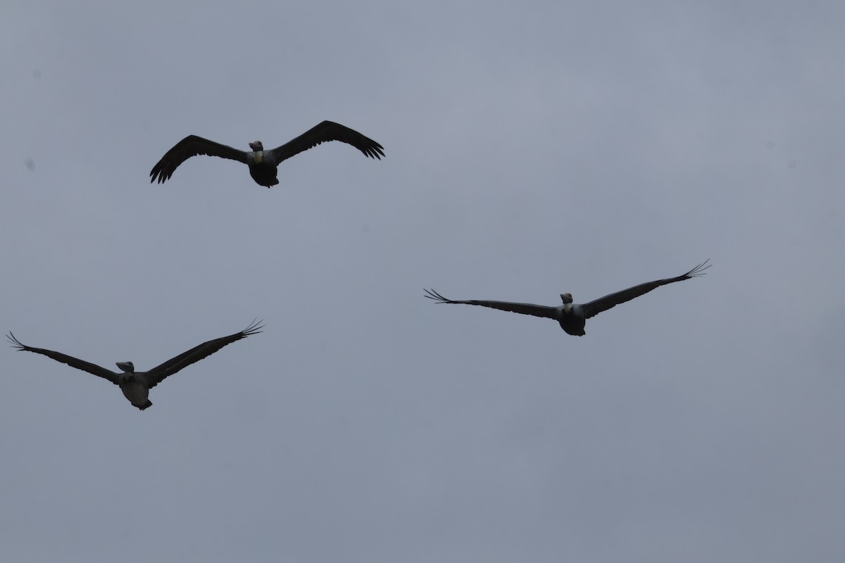 Brown Pelican - ML612802473