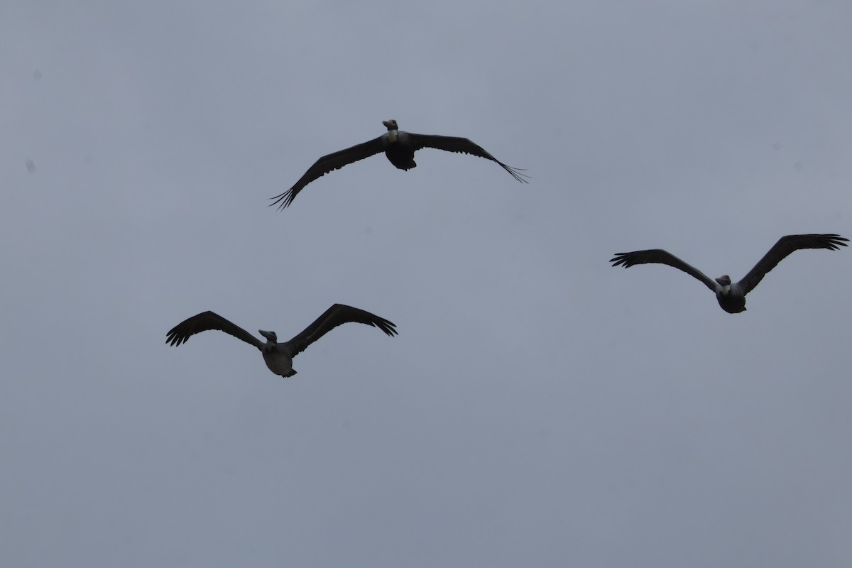 Brown Pelican - ML612802474