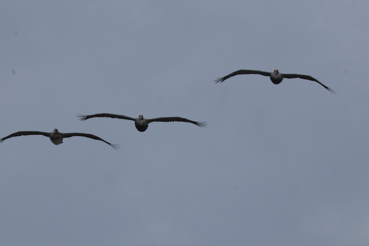 Brown Pelican - ML612802475